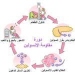 كل ما تحتاج معرفته عن مقاومة الأنسولين كل ما تحتاج معرفته عن مقاومة الأنسولين