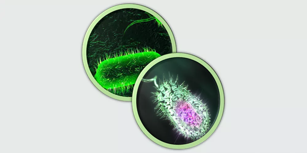 الكوليرا: الأسباب، الأعراض، والوقاية الفعالة
