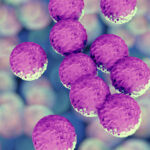 فهم المكورات العنقودية المقاومة للميثيسيلن (مارسا) فهم المكورات العنقودية المقاومة للميثيسيلن (مارسا)