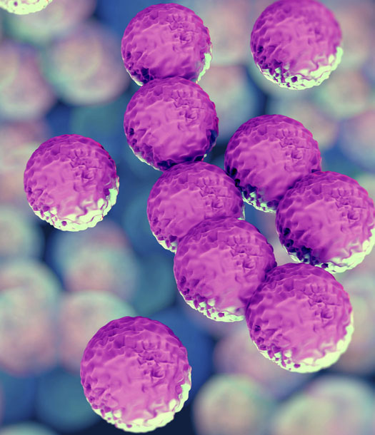 فهم المكورات العنقودية المقاومة للميثيسيلن (مارسا) فهم المكورات العنقودية المقاومة للميثيسيلن (مارسا)