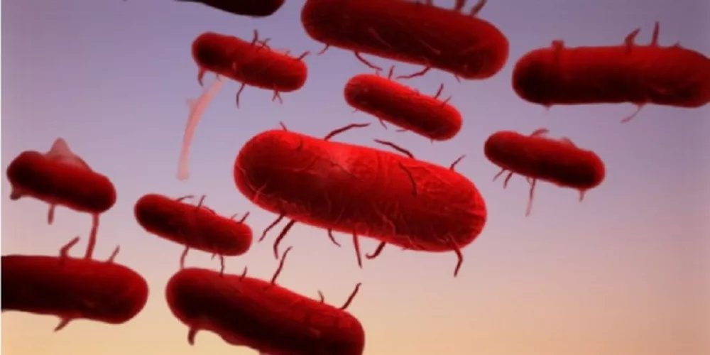 الطاعون: الأسباب والأعراض والعلاج والوقاية الطاعون: الأسباب والأعراض والعلاج والوقاية