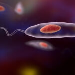 كل ما تحتاج معرفته عن داء الليشمانيا كل ما تحتاج معرفته عن داء الليشمانيا