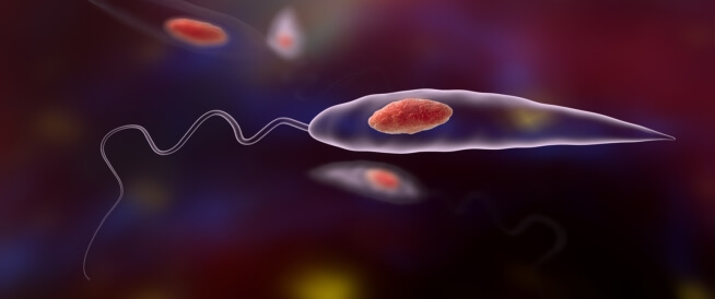 كل ما تحتاج معرفته عن داء الليشمانيا كل ما تحتاج معرفته عن داء الليشمانيا